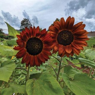 Velvet Queen Sunflower Thumbnail